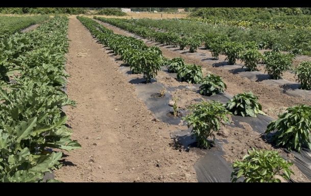 ASIAN COMMUNITY FARMERS Community Farming Project